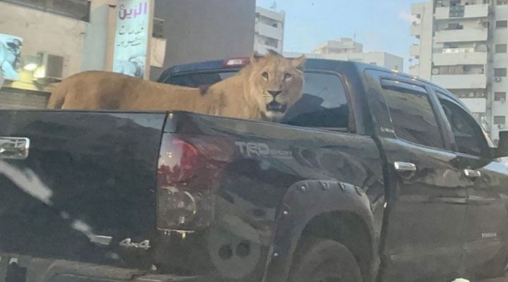 Pikapın kasasında aslan gezdirdi!