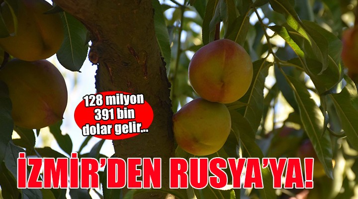 Rusya'ya İzmir şeftalisi...