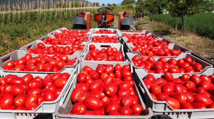 Rusya'ya domates ihracatında kota artırıldı!