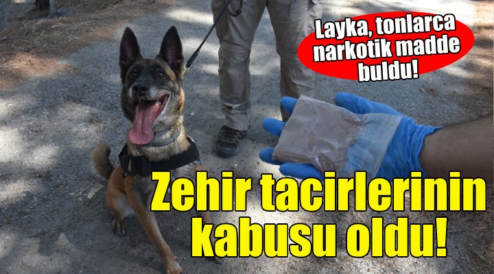 Sahibi polise hibe etti... Layka, zehir tacirlerinin kabusu oldu!