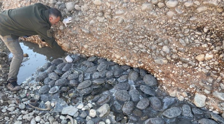 Şanlıurfa'da harekete geçildi: İtfaiye kaplumbağaları kurtardı