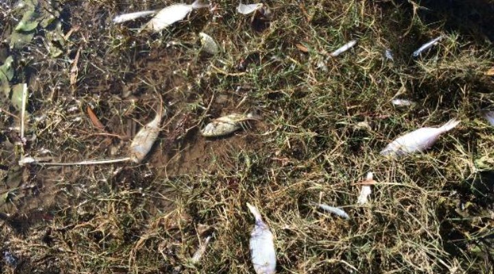 Seferihisar'da balıklar karaya vurdu
