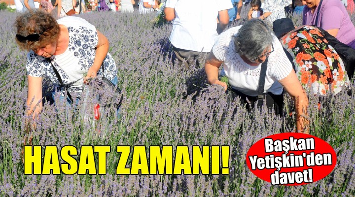 Seferihisar'da lavanta hasadı zamanı!