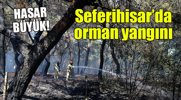 Seferihisar'da orman yangını