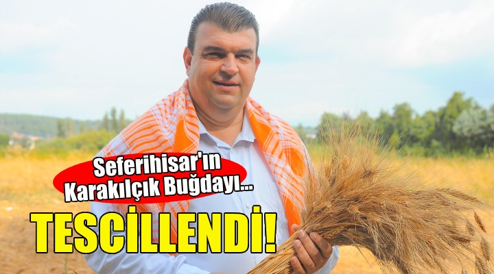 Seferihisar’ın Karakılçık Buğdayı tescillendi!