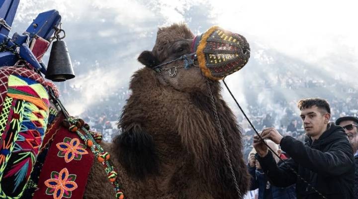 Selçuklular 43. Efes Selçuk Deve Güreşi Festivali'nde buluştu