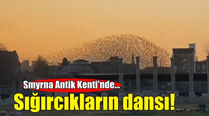 Smyrna Antik Kenti'nde sığırcıkların dansı!