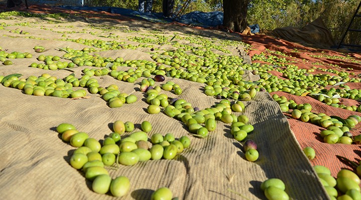 Sofralık zeytin ihracatında tarihi rekor