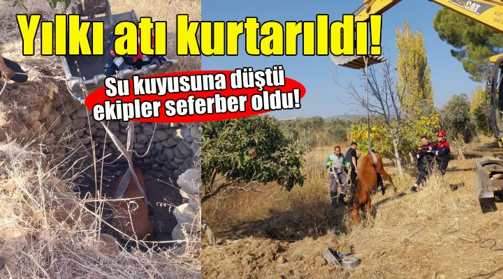 Su kuyusuna düşen yılkı atı kurtarıldı!