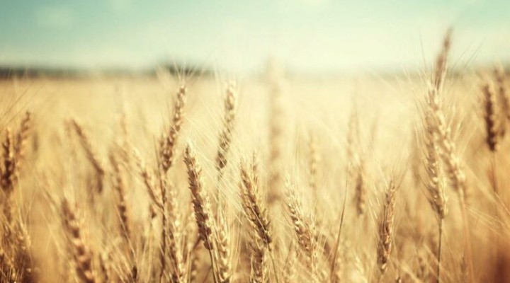 Rusya'nın kararı sonrası buğday fiyatları yükseldi