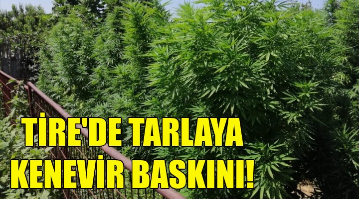 Tarlaya kenevir baskını!