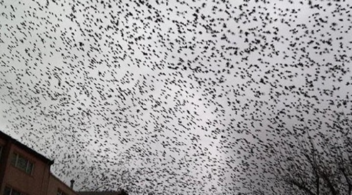 Tarlaya zarar veriyor diye 5 milyon kuşu öldürdüler!