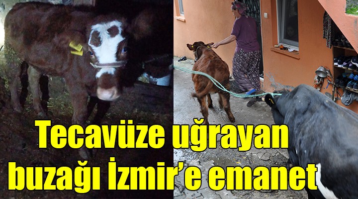 Tecavüze uğrayan buzağı İzmir'e emanet!