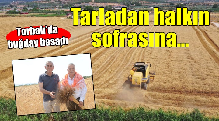 Torbalı'da buğday hasadı... Halkın tarlasından halkın sofrasına!