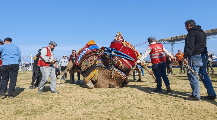 Torbalı'da deve güreşi festivaline yoğun katılım