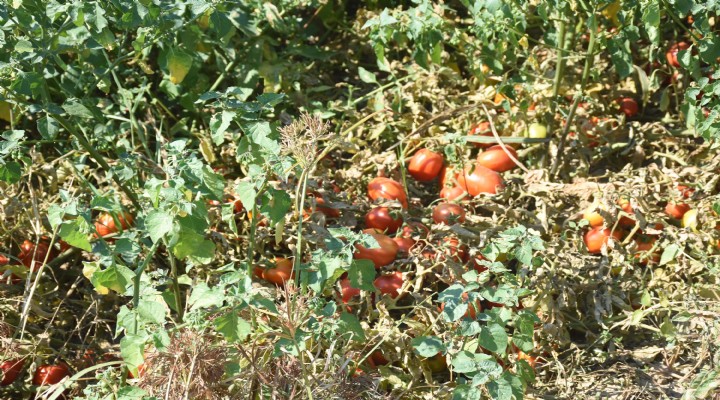 Torbalı'da domates sevinci