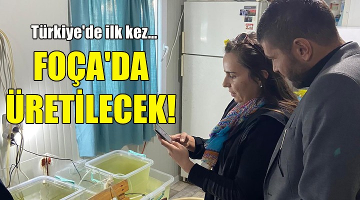 Türkiye'de ilk kez Foça'da üretilecek!