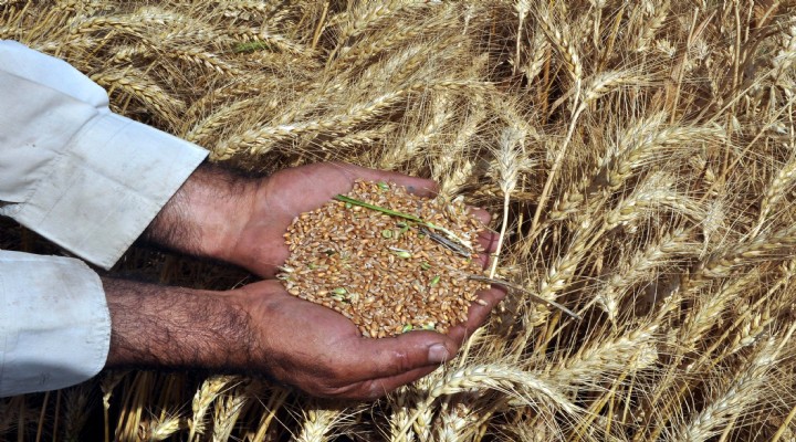 Türkiye'nin tarım raporu açıklandı.. Durum çok vahim