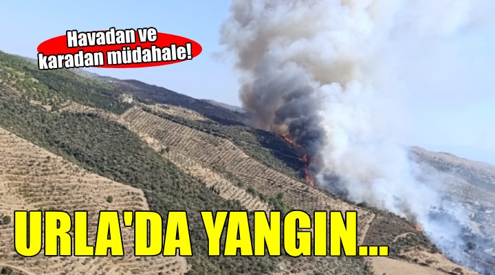 Urla'da orman yangını...