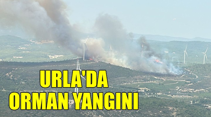 Urla'da orman yangını...