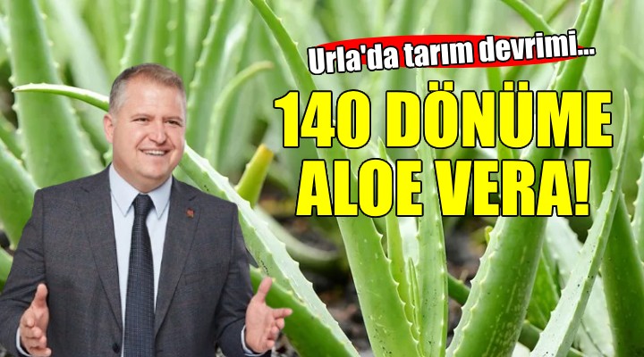 Urla'da tarım devrimi... 140 dönüm araziye aloe vera dikilecek!