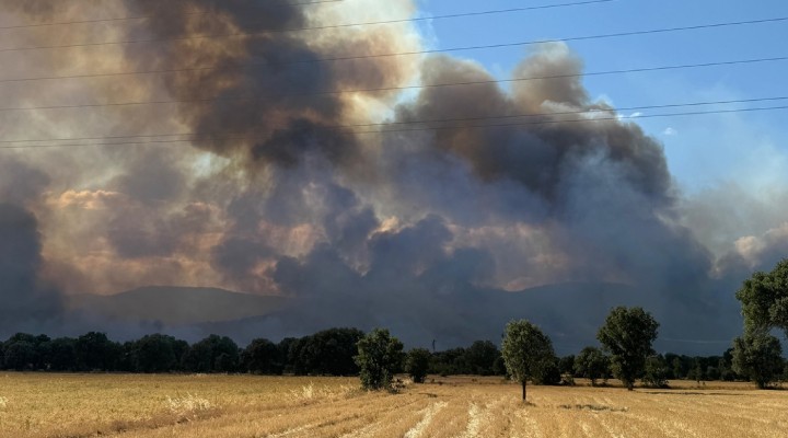 Uşak'ta orman yangını!