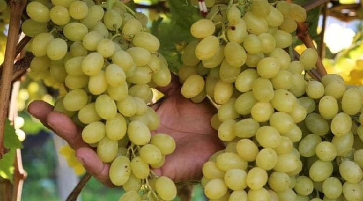 Üzüm satışı için 4 Ağustos'ta izin çıkacak: 100 milyon dolar satış bekleniyor