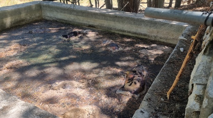 Vahşet... 13 köpeği sulama havuzunda ölüme terk ettiler!