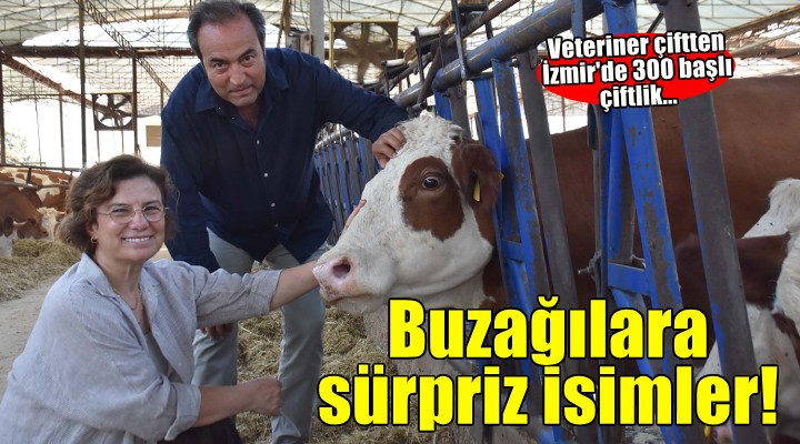 Veteriner çift, çiftlikteki buzağılarına tanıdıklarının ismini veriyor