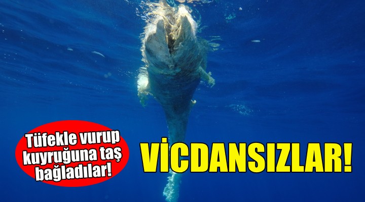 Vicdansızlar... Tüfekle vurup kuyruğuna taş bağladılar!