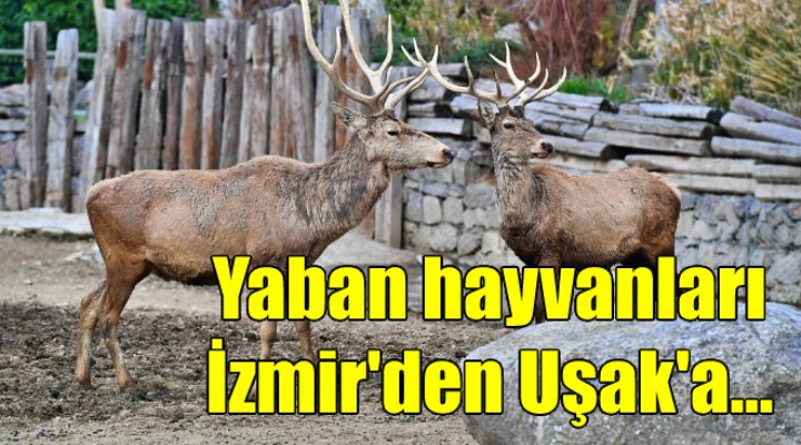 Yaban hayvanları İzmir'den Uşak'a gönderildi