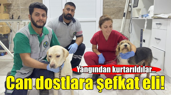 Yangından kurtarılan can dostlara Menemen’de şefkat eli!