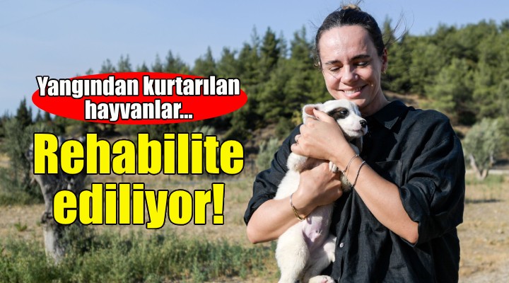 Yangından kurtarılan hayvanlar rehabilite ediliyor!