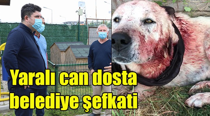 Yaralı can dosta belediye şefkati