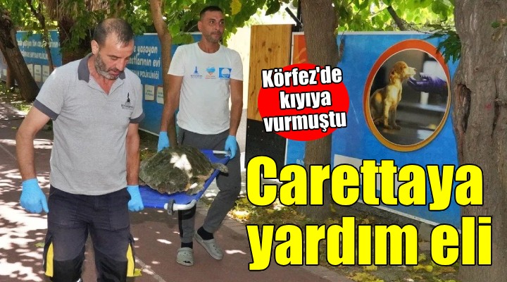 Yaralı caretta carettaya yardım eli!