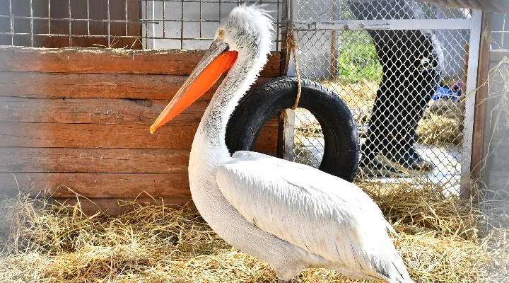 Yaralı flamingo ve iki pelikan tedavi altında