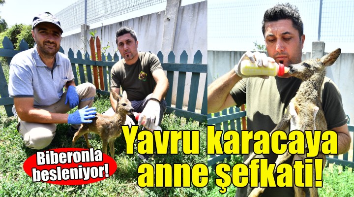 Yavru karacaya anne şefkati... Biberonla besleniyor!