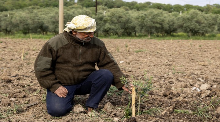 Yunusemre'nin dağıttığı fidanlar toprakla buluşuyor