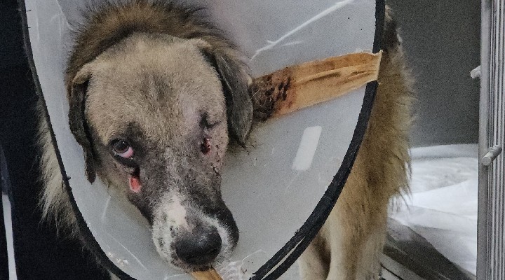 Yüzünden vurduğu köpek kör oldu, serbest kaldı!