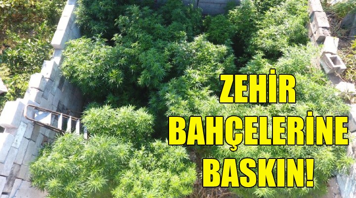 Zehir bahçelerine baskın!