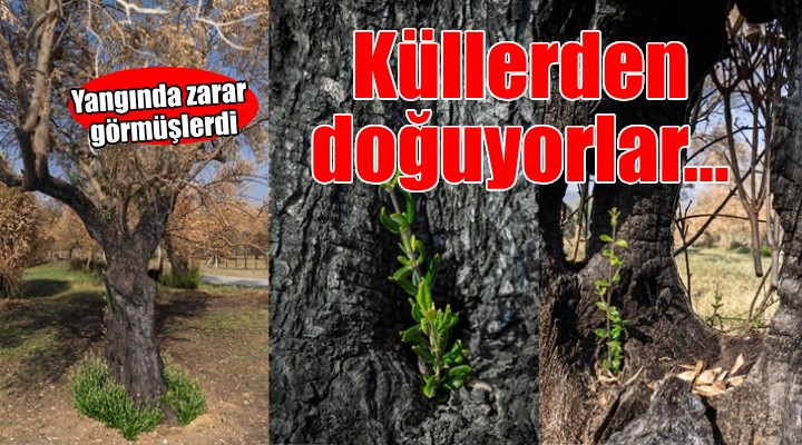 Zeytin ağaçları küllerinden doğuyor